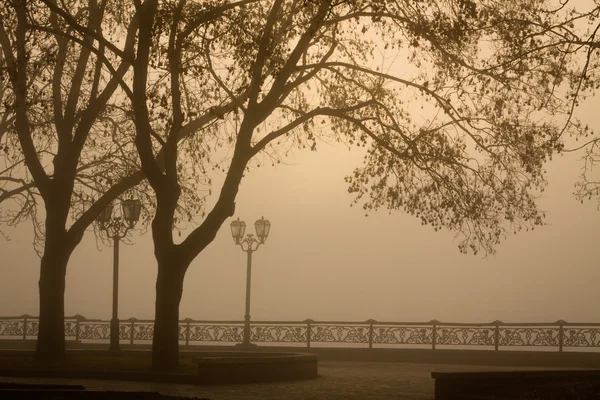 Morning walk in the foggy park of Chernigov. — Stock Photo, Image