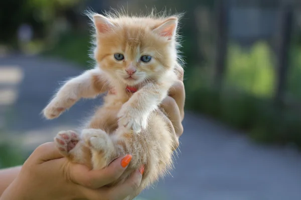 Foto de gatito para encontrarlo propietarios . — Foto de Stock