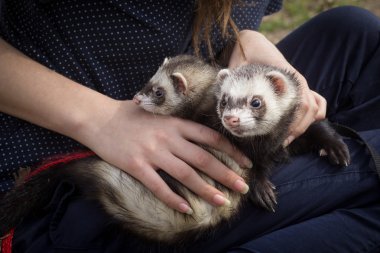 Pair of the Ferrets clipart