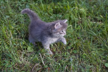 bir çim de küçük kedi.