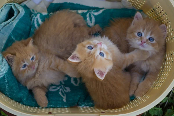 Rote kleine Kätzchen in einem Korb. — Stockfoto