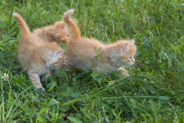 Červená malá koťata v trávě. — Stock fotografie
