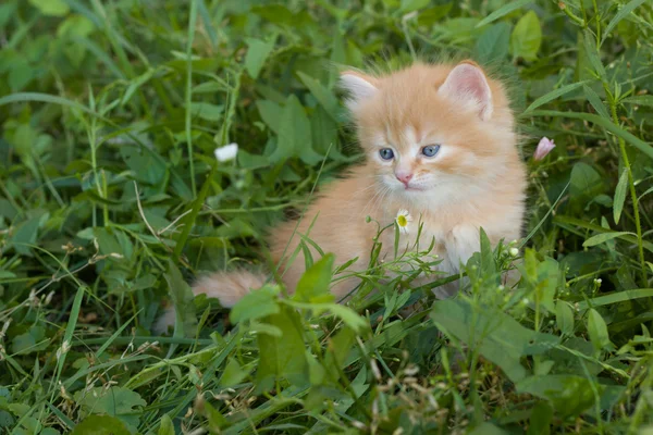 Pequeno gatinho vermelho na grama . — Fotografia de Stock