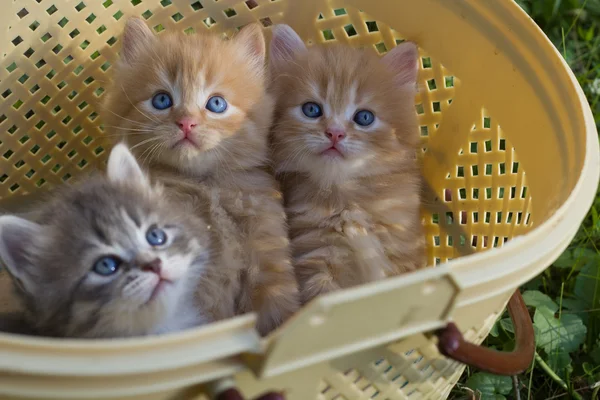 Rote kleine Kätzchen in einem Korb. — Stockfoto