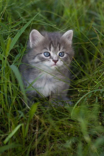 Pequeño gatito en una hierba . Imagen de archivo