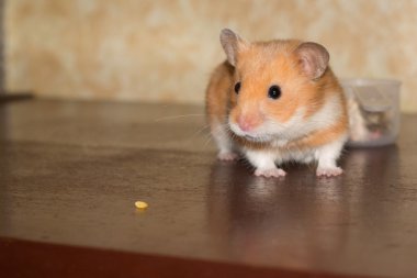 Hamster ve küçük tanecik.