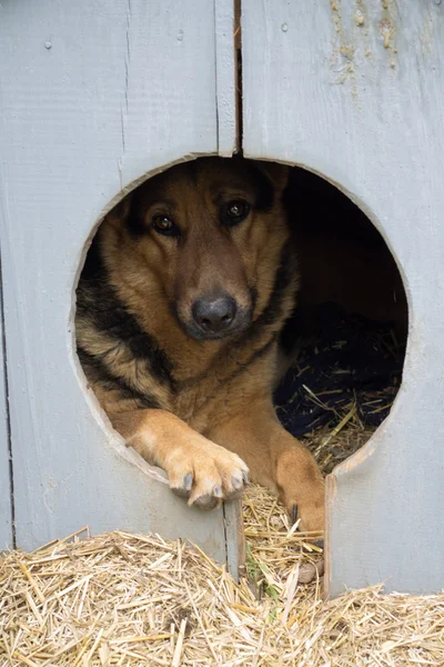 Hund i trä hundkoja. — Stockfoto