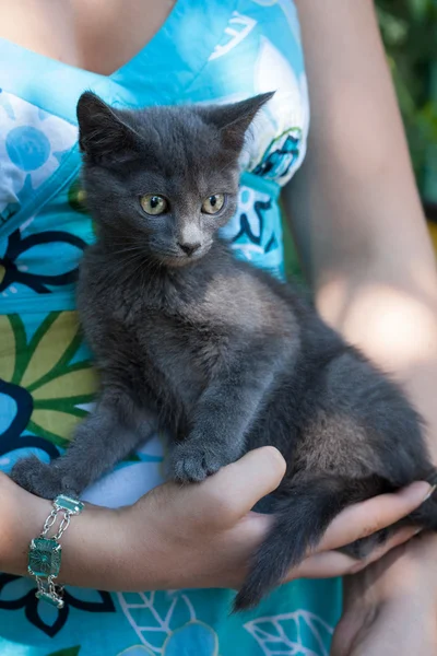 Серый котенок в руках женщины . — стоковое фото