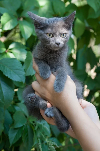 녹색 배경에서 여자 손에 회색 작은 고양이. — 스톡 사진