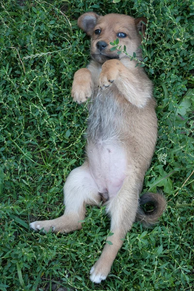 Cachorrinho. — Fotografia de Stock