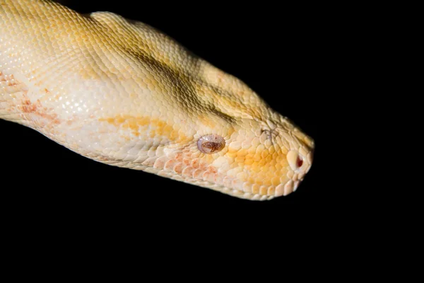 Head of  Python — Stock Photo, Image