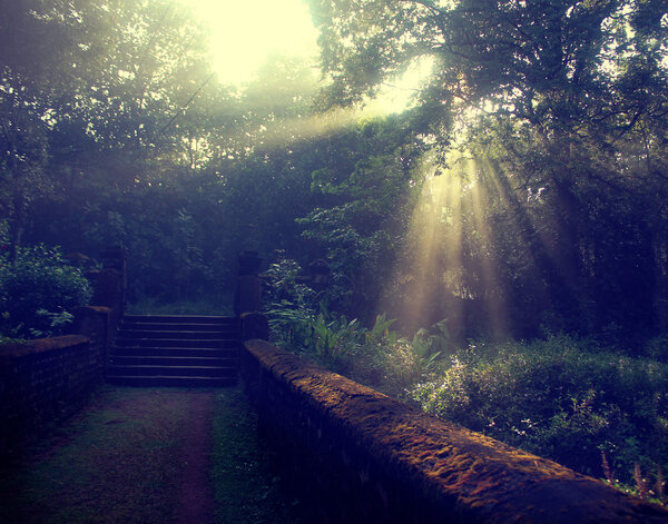 Sun beams thorough trees and greens