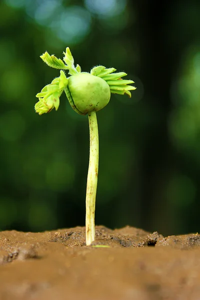 Grüner Sprössling wächst aus Samen — Stockfoto