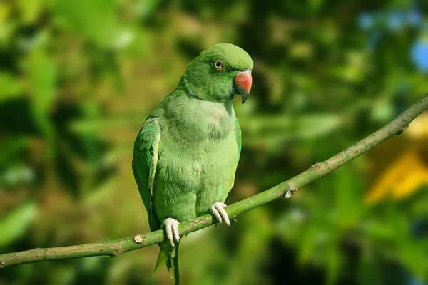 Grøn papegøje - Stock-foto