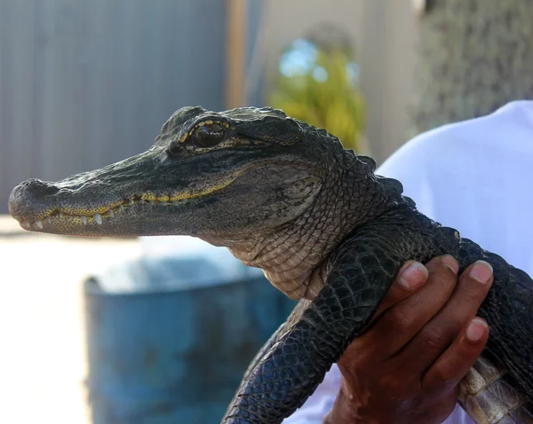 American Alligator — Stock Photo, Image