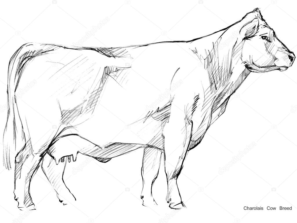 Cow. Cow sketch. Dairy cow pencil sketch. Animal farm. Charolais Cow ... for Animal Farm Sketch
177nar Cow. Cow sketch. Dairy cow pencil sketch. Animal farm. Charolais Cow ... for Animal Farm Sketch
177nar