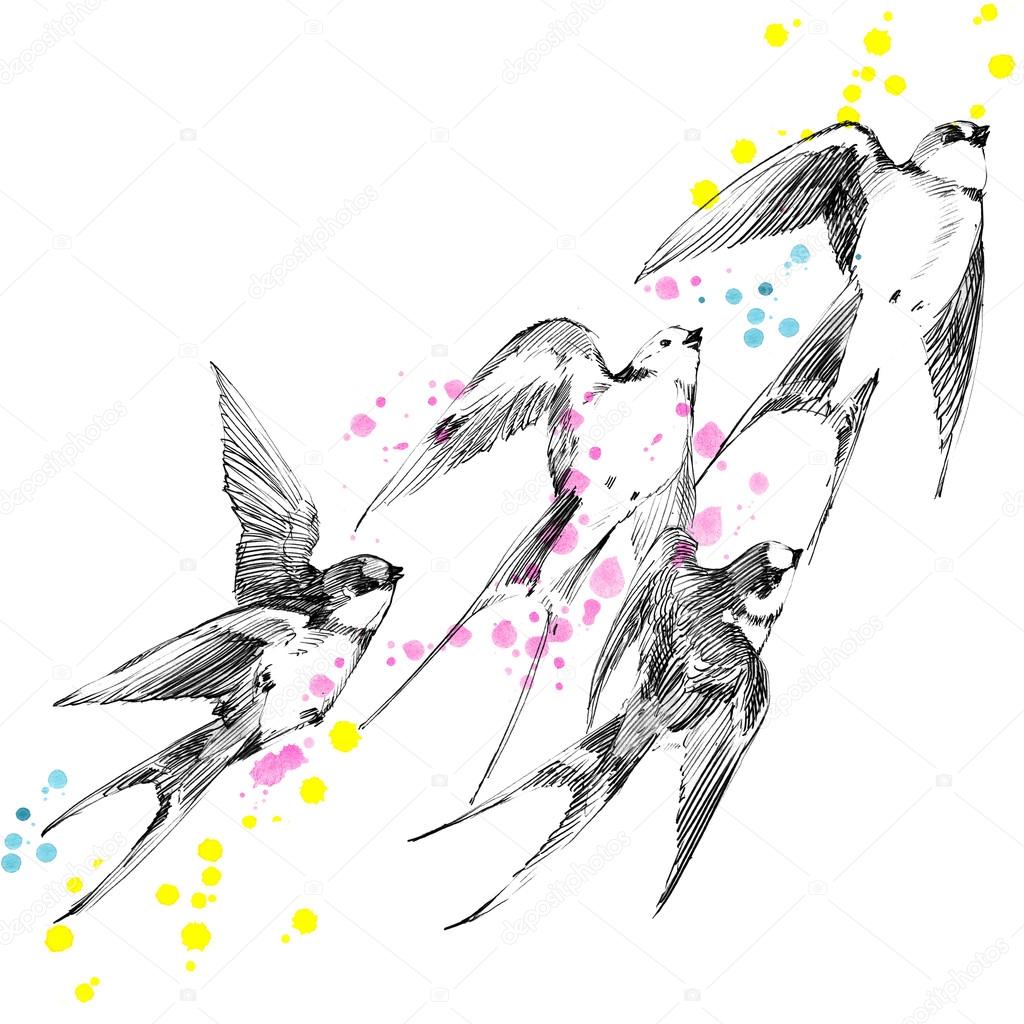 Avaler Croquis De Crayon Dhirondelle Oiseau De Printemps