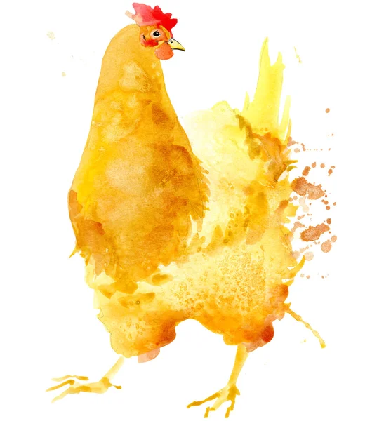 Chicken. Chicken watercolor. chicken illustration with splash watercolor textured background.