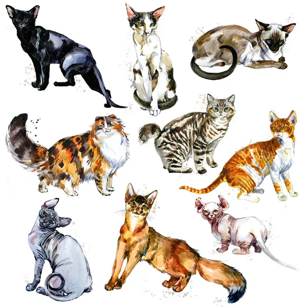 Schattig Katten Aquarel Collectie Gesoldeerd Witte Achtergrond — Stockfoto