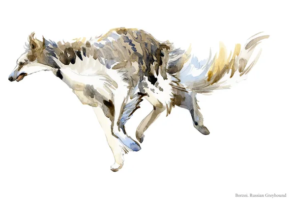 ロシアのオオカミの品種犬の水彩画の肖像画は白で隔離された ぼーぞいイラスト — ストック写真