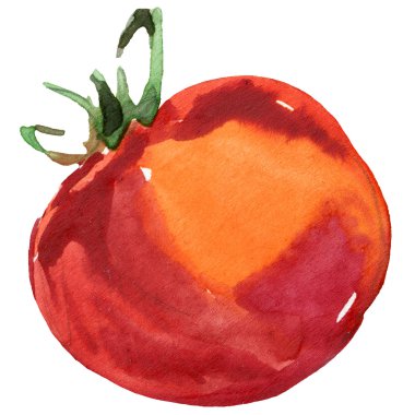 Organic vegetable red tomato. watercolor illustration