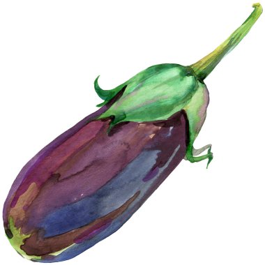 Organic vegetable eggplant. watercolor illustration clipart