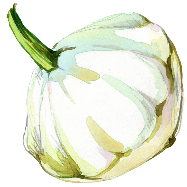 Ekologiska vegetabiliska squash vit. akvarell illustration — Stockfoto