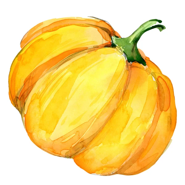 Calabaza amarilla vegetal ecológica. acuarela ilustración —  Fotos de Stock