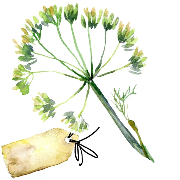 Funcho de endro vegetal orgânico. ilustração aquarela — Fotografia de Stock