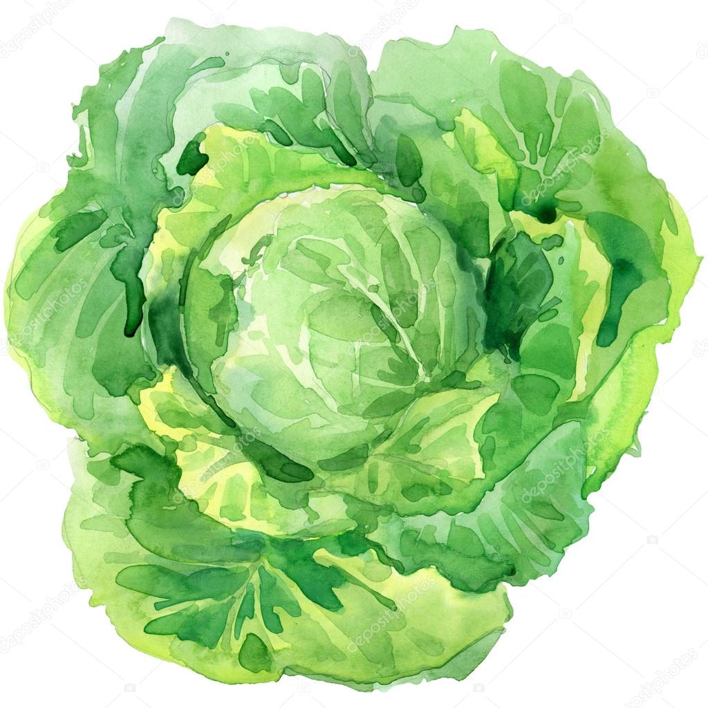 Organic vegetable cabbage. watercolor illustration Stock Photo by
