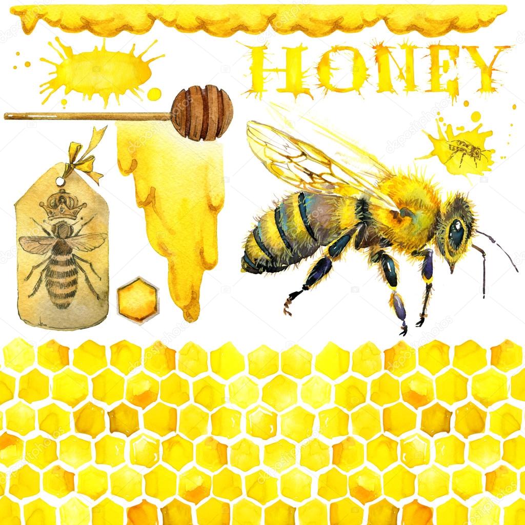 Honey, honeycomb, honey bee. Set for design label products from honey. Watercolor illustration