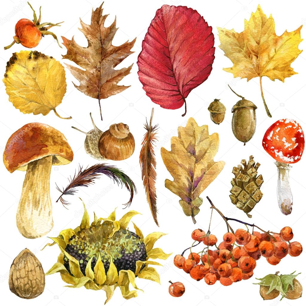 Autumn nature background with colorful leaves,  berries, mushrooms, yellow leaves, rose hips on white background. watercolor illustration with place for your text.