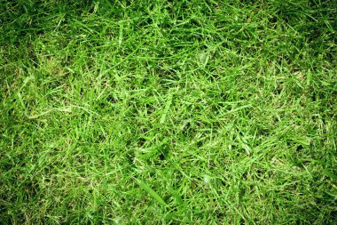 yeşil çim çimen