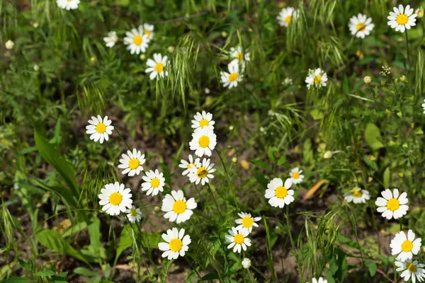 Bir çayırda yabani papatya