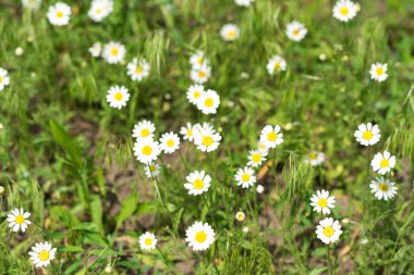 Bir çayırda yabani papatya