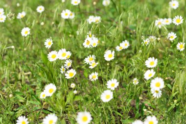 Bir çayırda yabani papatya