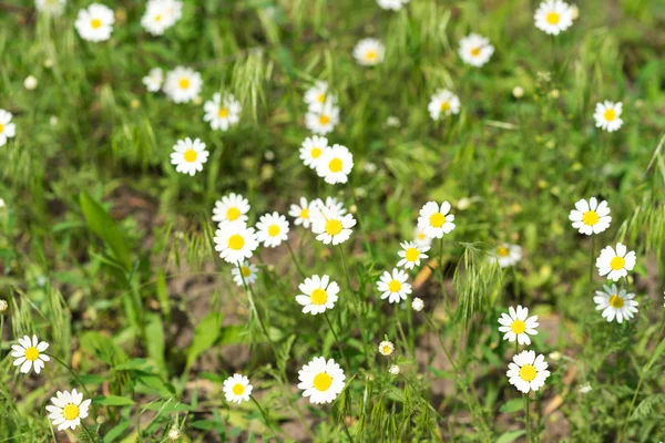 Bir çayırda yabani papatya