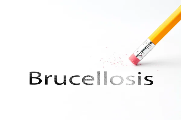 Lápiz con goma de borrar Brucelosis — Foto de Stock