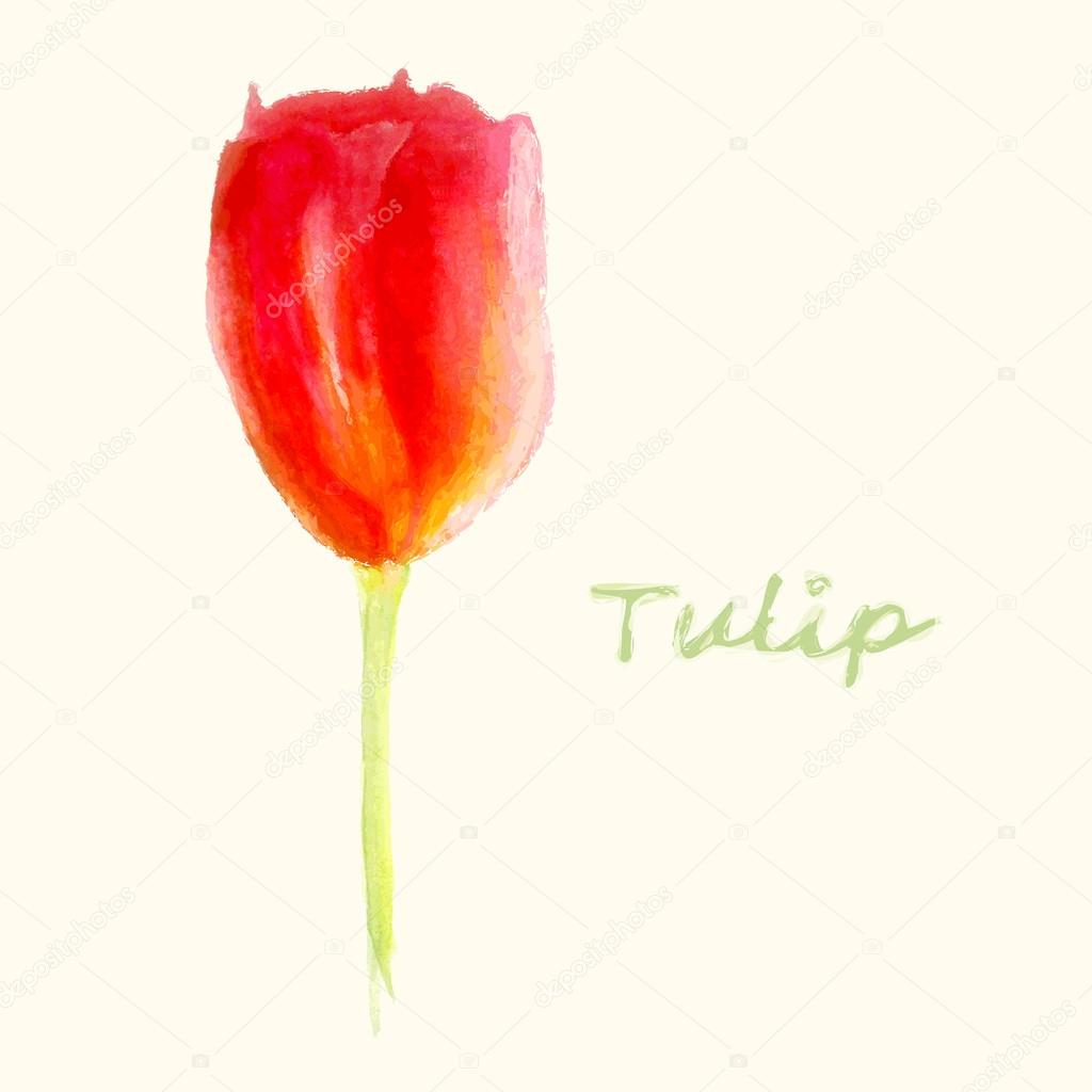 Illustration of tulip