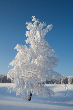 Manzara, huş ağacı, frost, kar kış