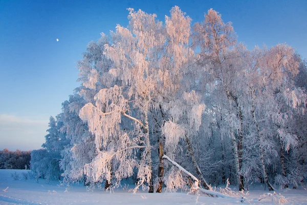 冬季景观、 桦木、 霜、 雪 — 图库照片