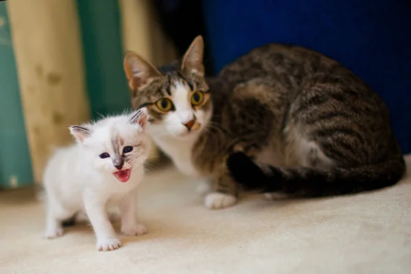 Kätzchen und Katze — Stockfoto