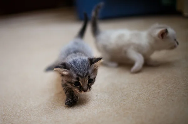 Yavru kedi ve kedi — Stok fotoğraf