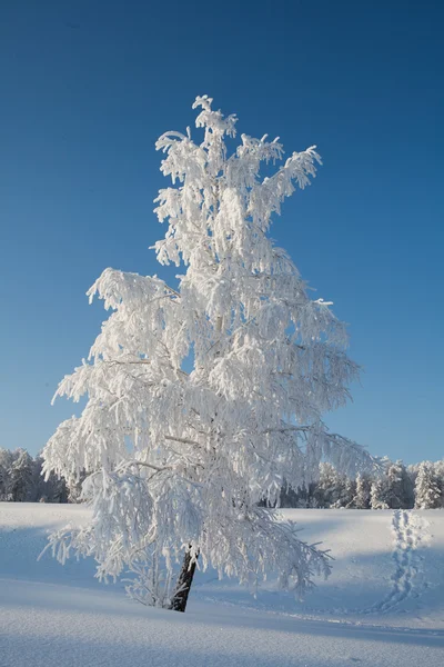 Paesaggio invernale, betulla, gelo, neve Foto Stock