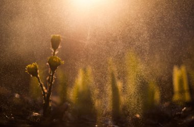 Şafak karahindiba çiy ışık bahar yağmur-gündoğumu güneş çim