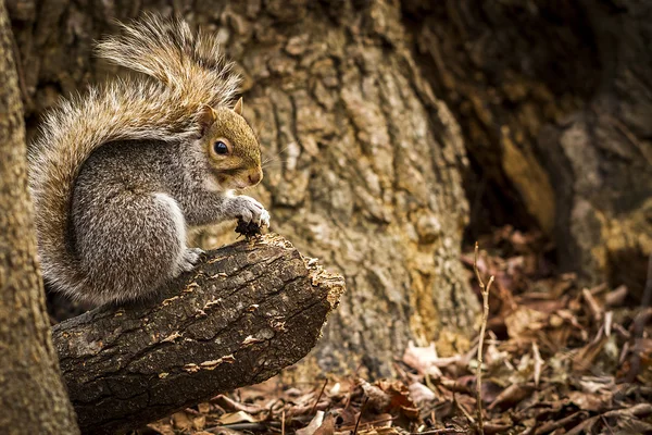 Squirrel in Central park — Stock Photo, Image