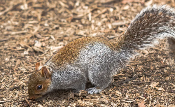 Squirrel in Central park — Stock Photo, Image