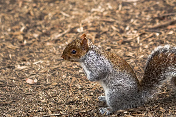 Squirrel in Central park — Stock Photo, Image