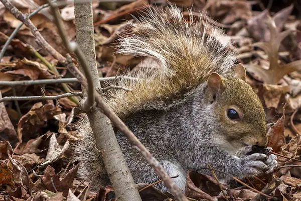 Eichhörnchen im Central Park — Stockfoto