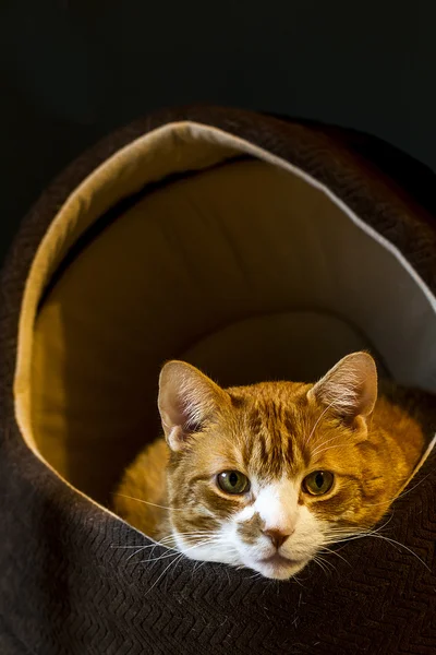 Злий кіт у ліжку . — стокове фото